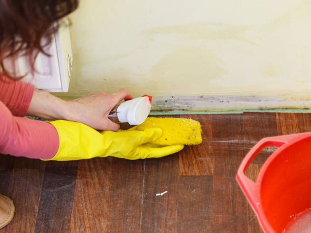 Why You Should Choose Our Mold Remediation Services in Oakland, OR